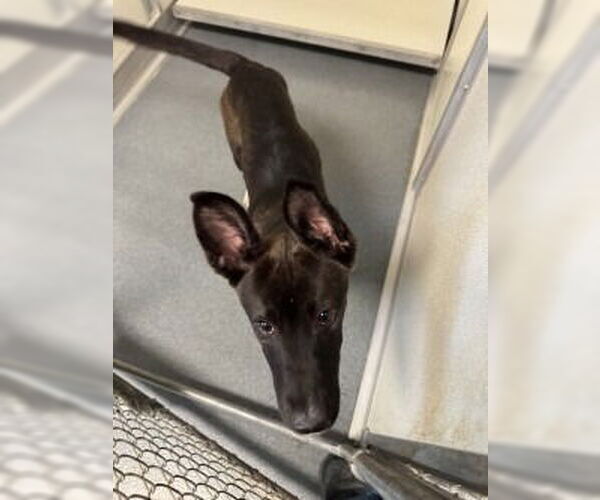 Medium Photo #1 Mutt Puppy For Sale in Glen Allen, VA, USA