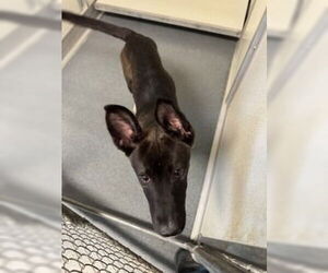 Mutt Dogs for adoption in Glen Allen, VA, USA