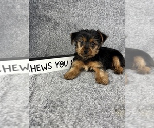 Yorkshire Terrier Puppy for sale in INDIANAPOLIS, IN, USA