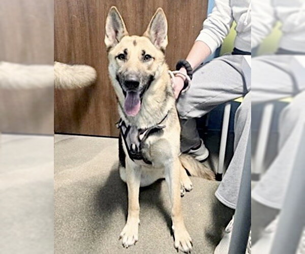 Medium Photo #1 German Shepherd Dog Puppy For Sale in Houston, TX, USA