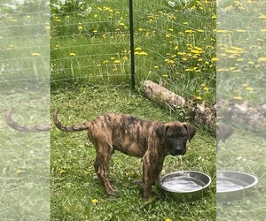 Presa Canario Puppy for sale in ANSON, ME, USA