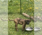 Image preview for Ad Listing. Nickname: Jaxon