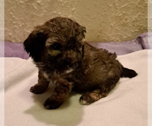 Poodle (Miniature) Puppy for sale in FESTUS, MO, USA