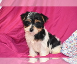Small #3 Yorkshire Terrier