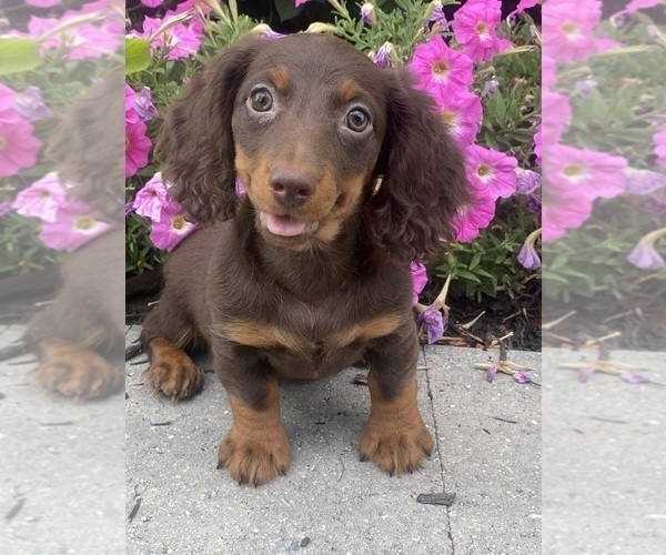 Medium Photo #1 Dachshund Puppy For Sale in CANOGA, NY, USA
