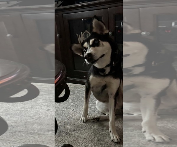 Medium Photo #3 Siberian Husky-Unknown Mix Puppy For Sale in Holly Springs, NC, USA