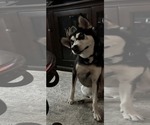 Small #2 Siberian Husky Mix