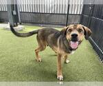 HARBOR - Male German Shepherd Dog Dog for Adoption - Small photo