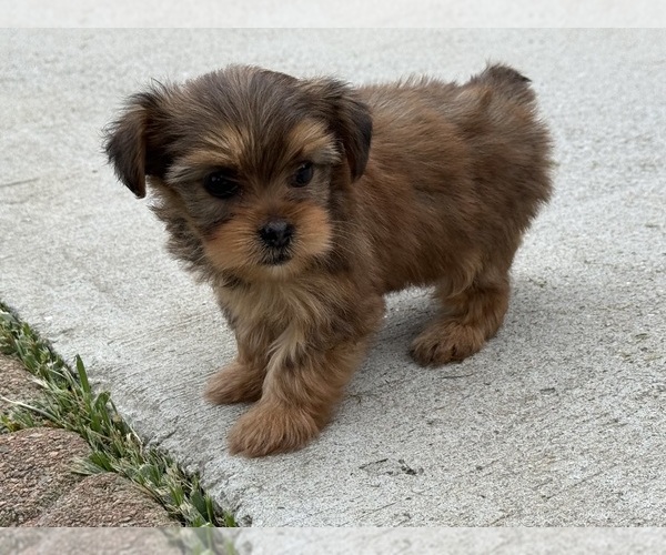 Medium Photo #3 Yorkshire Terrier Puppy For Sale in NEWTON, NC, USA