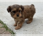 Small #2 Yorkshire Terrier