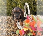 Small #4 Dachshund