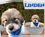 Puppy Linden Great Pyrenees