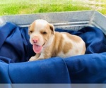Small Photo #5 Catahoula Leopard Dog-Unknown Mix Puppy For Sale in YELLVILLE, AR, USA