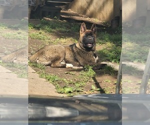 Mother of the Akita puppies born on 12/15/2022