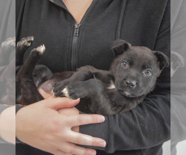 Medium Photo #4 Mutt Puppy For Sale in Huntley, IL, USA