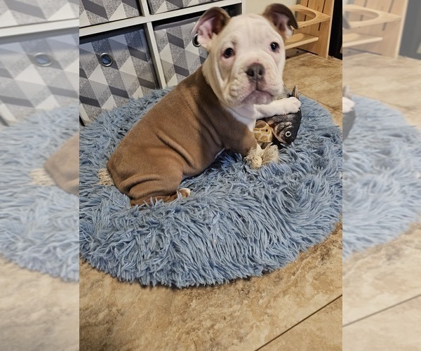 Medium Photo #3 Olde English Bulldogge Puppy For Sale in HORSEHEADS, NY, USA