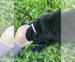 Small #10 Labrador Retriever