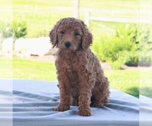 Goldendoodle-Poodle (Standard) Mix Puppy for sale in HONEY BROOK, PA, USA