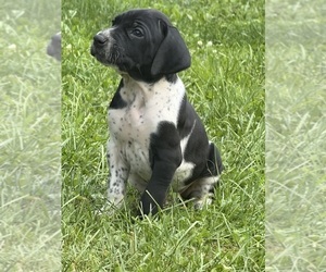 German Shorthaired Pointer Puppy for sale in FAIRHOPE, PA, USA