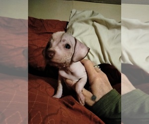 Peruvian Inca Orchid-Xoloitzcuintli (Mexican Hairless) Mix Puppy for sale in BALCH SPRINGS, TX, USA