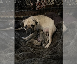Mother of the Pug puppies born on 12/11/2022