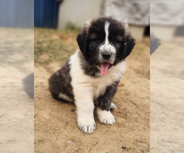 Medium Photo #12 Anatolian Shepherd Puppy For Sale in CUMBY, TX, USA
