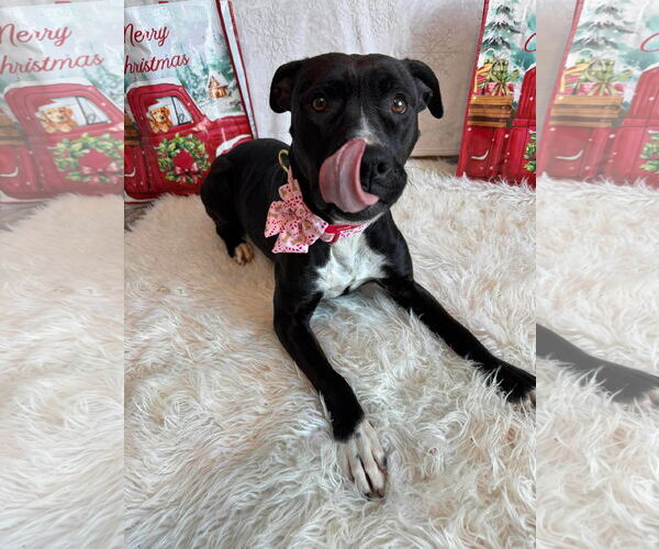 Medium Photo #4 American Pit Bull Terrier-Unknown Mix Puppy For Sale in Germantown, OH, USA