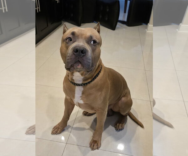 Medium Photo #3 American Staffordshire Terrier Puppy For Sale in Miami, FL, USA