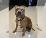 Small Photo #3 American Staffordshire Terrier Puppy For Sale in Miami, FL, USA