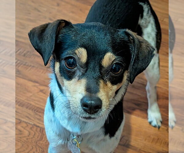 Medium Photo #6 Rat Terrier Puppy For Sale in Atlanta, GA, USA