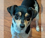 Small #5 Rat Terrier