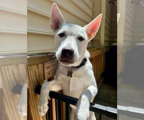 Medium Photo #3 Huskies -Unknown Mix Puppy For Sale in Holly Springs, NC, USA