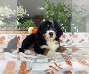 Bernedoodle Puppy for sale in GREENFIELD, IN, USA