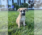 Small American Staffordshire Terrier Mix