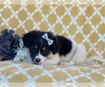 Small Photo #10 Jack Russell Terrier-Unknown Mix Puppy For Sale in LAKELAND, FL, USA
