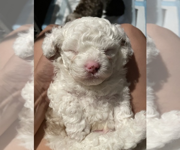 Medium Photo #11 Poodle (Toy) Puppy For Sale in MURRIETA, CA, USA