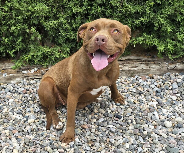 Medium Photo #2 American Staffordshire Terrier Puppy For Sale in Albuquerque, NM, USA