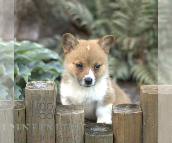 Medium Photo #1 Pembroke Welsh Corgi Puppy For Sale in BLAIN, PA, USA