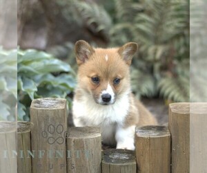 Pembroke Welsh Corgi Puppy for sale in BLAIN, PA, USA