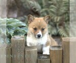 Small Pembroke Welsh Corgi