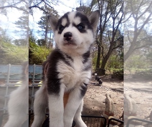 Siberian Husky Puppy for sale in FLORENCE, SC, USA
