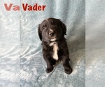 Puppy Vader Golden Retriever-Miniature Australian Shepherd Mix