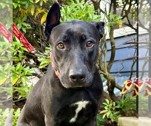 German Shepherd Dog-Unknown Mix Dogs for adoption in Canton, CT, USA