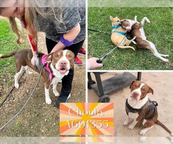 Medium Photo #1 American Staffordshire Terrier Puppy For Sale in San Antonio, TX, USA