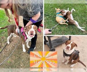 American Staffordshire Terrier Dogs for adoption in San Antonio, TX, USA