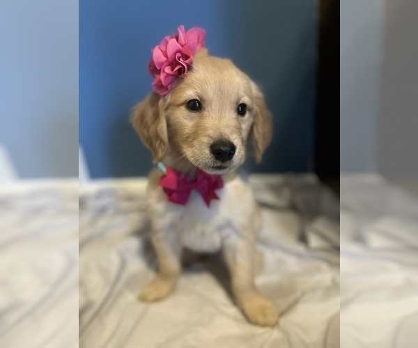 Medium Photo #1 Golden Retriever Puppy For Sale in KENNER, LA, USA