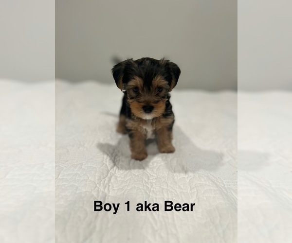 Medium Photo #2 YorkiePoo Puppy For Sale in COVINA, CA, USA