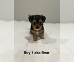 Small #1 YorkiePoo