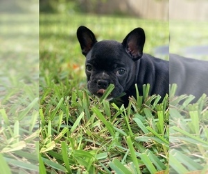French Bulldog Puppy for sale in GREEN COVE SPRINGS, FL, USA