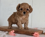 Small Photo #57 Cavapoo (Miniature) Puppy For Sale in GOSHEN, IN, USA